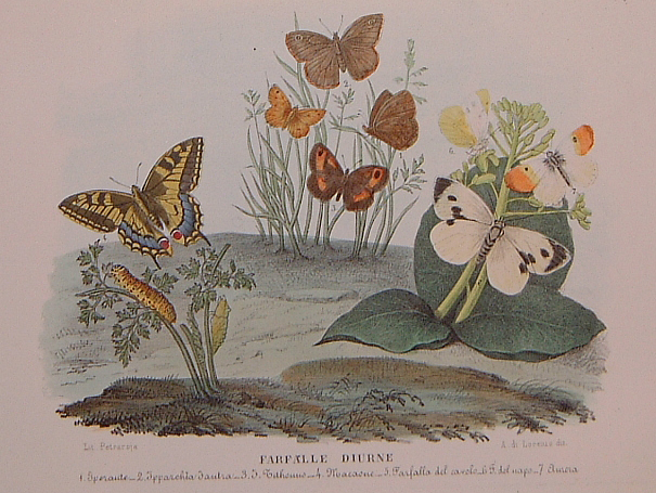 Petraroja - Farfalle diurne