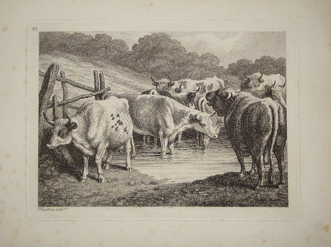 Mucche al pascolo - Samuel Howitt