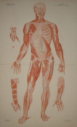 Anatomia muscolare - Jean Baptiste Marc Bourgery
