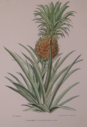 Petraroja - Ananas