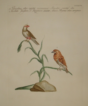 Bengalino e Uccelletto Forestiero - Saverio Manetti