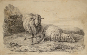 Bichebois - Pecore
