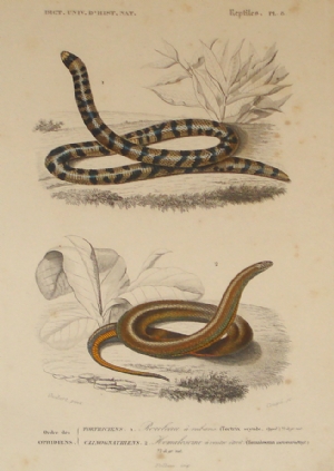 Dictionnaire universel d'histoire naturelle - Serpenti